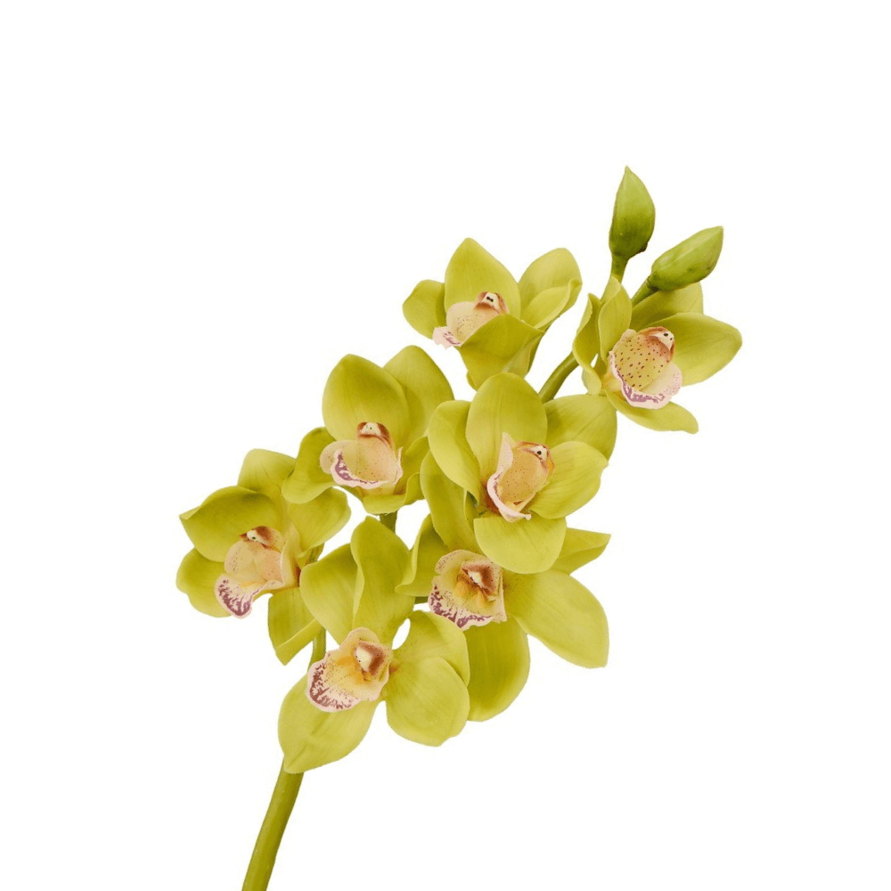 Orquídea Cymbidium Unid. - degusta